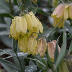 Fritillaria pallidiflora
