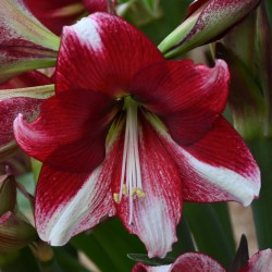 Hippeastrum 'American Dream'®