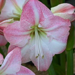 Hippeastrum 'Blossom...