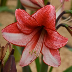 Hippeastrum 'Charisma'®