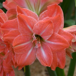 Hippeastrum 'Flamingo...