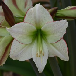 Hippeastrum 'Lemon Cream'®