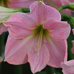 Hippeastrum 'Sweet Star'®