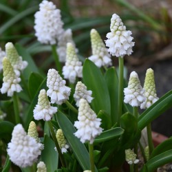 Muscari azureum 'Album'