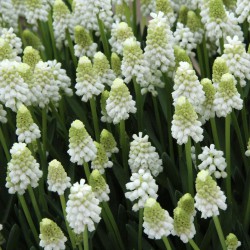 Muscari aucheri 'White Magic'®