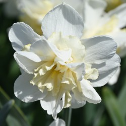 Narcissus 'Amira'