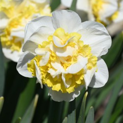 Narcissus 'Lennart'