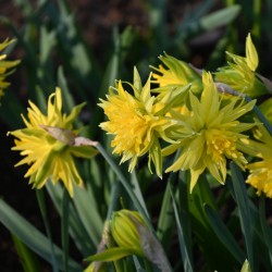 Narcissus 'Rip van Winkle'