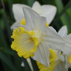 Narcissus 'Sweet Harmony'