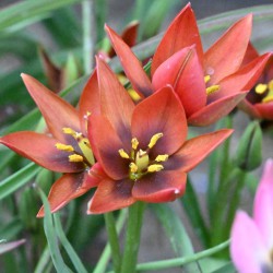 Tulipa aucheriana 'Mara'