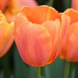 Tulipa 'Bellville'