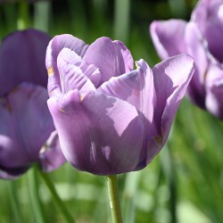 Tulipa 'Bleu Aimable'