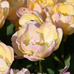 Tulipa 'Creme Upstar'®
