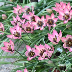 Tulipa 'Danique'