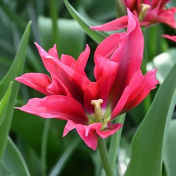 Tulipa 'Doll's Minuet'