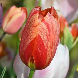 Tulipa 'Rhapsody of Smiles'