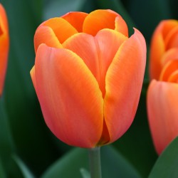 Tulipa 'Triple A'