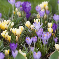 Crocus kleinbloemig mix