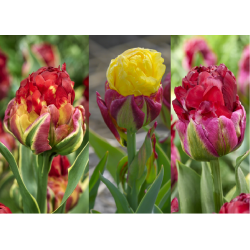 Tulipa -Ice Cream Mix-