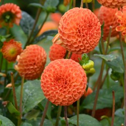 Dahlia 'Bantling' BIO