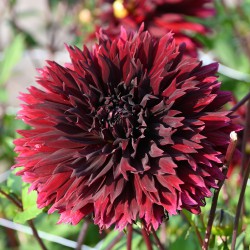 Dahlia 'Black Touch'