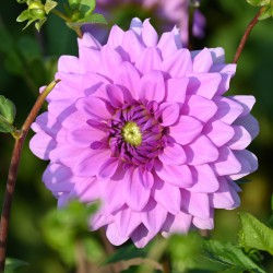 Dahlia 'Blue Boy'