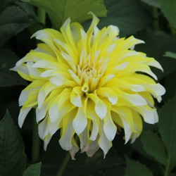 Dahlia 'Calgary Flames'