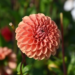 Dahlia 'Cornel Brons' BIO