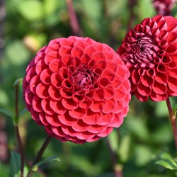 Dahlia 'Cornel' BIO