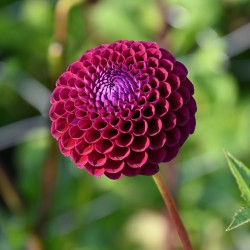 Dahlia 'Downham Royal'