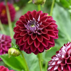 Dahlia 'Embassy'