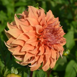 Dahlia 'Great Hercules'