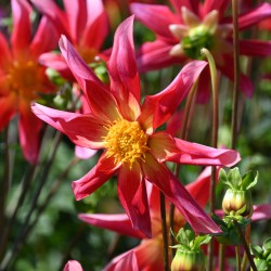 Dahlia 'Honka Surprise'