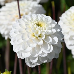 Dahlia 'Never Give Up' BIO