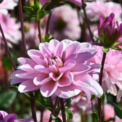 Dahlia 'Pink Perception'  ™