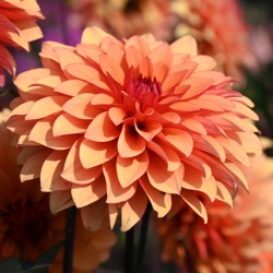 Dahlia 'Statue of Orange'