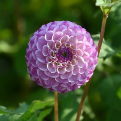 Dahlia 'Zippity Do Da'