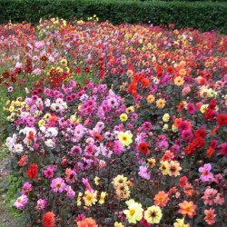 Dahlia -Breeders Mix- BIO