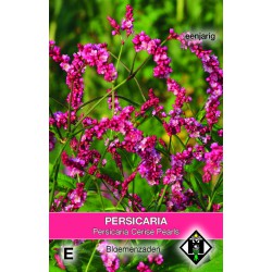 Persicaria orientalis...