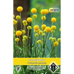 Craspedia globosa   -seeds-