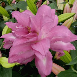 Lilium 'Lotus Dream'