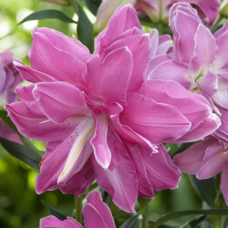 Lilium 'Lotus Wonder'