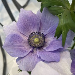 Anemone coronaria MISTRAL...