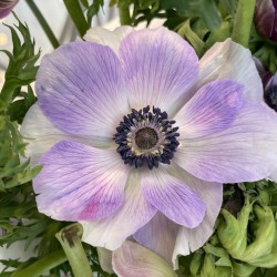 Anemone coronaria MISTRAL...