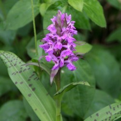 Dactylorhiza pardalina
