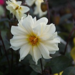 Dahlia 'Dainty Daisy' BIO