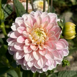 Dahlia 'Faye' BIO