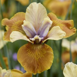 Iris sibirica 'Colonel...