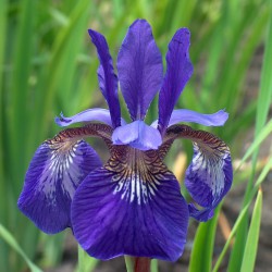 Iris sibirica 'Flight of...