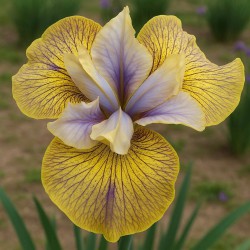 Iris sibirica 'Lime Street...